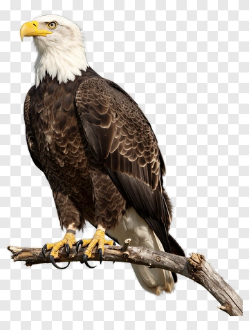 Bald Eagle Perched On A Branch PNG