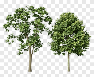 Realistic Green Trees PNG