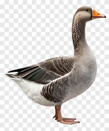 Goose Standing Proudly PNG