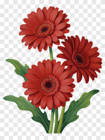 Red Gerbera Daisy Flower Bouquet PNG