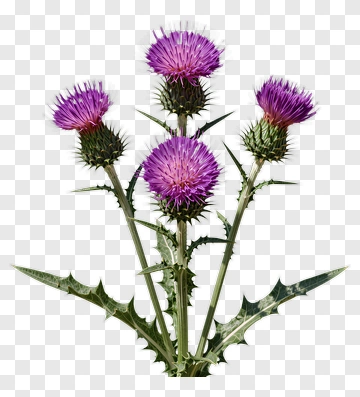 Thistle Flower With Purple Blooms PNG
