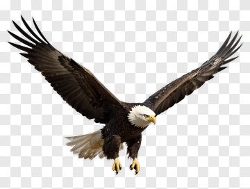 Bald Eagle In Flight PNG