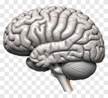Human Brain Side View PNG