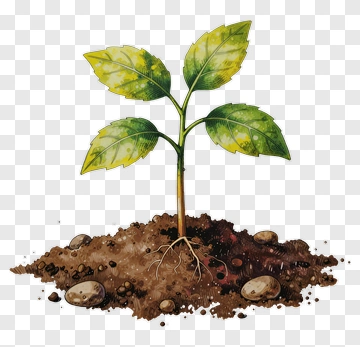 Young Plant Growing In Soil PNG