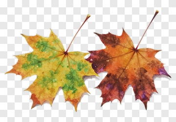 Colorful Maple Leaves PNG