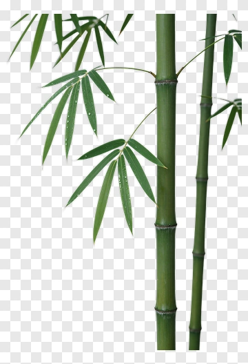 Bamboo Plant With Green Leaves PNG