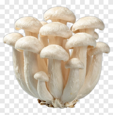 Cluster Of White Mushrooms PNG