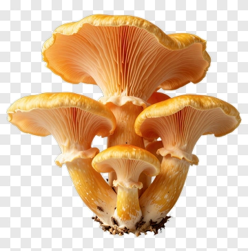 Chanterelle Mushrooms PNG