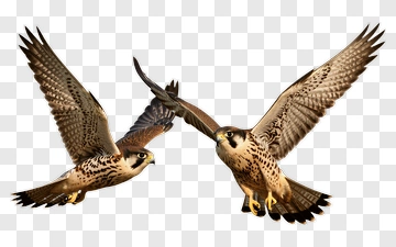 Peregrine Falcons In Flight PNG
