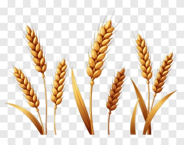 Wheat Stalks With Golden Grains PNG