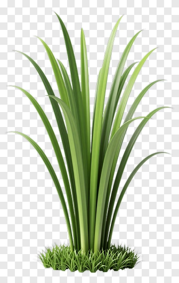 Realistic Grass Clump PNG