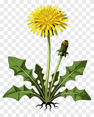 Colorful Dandelion Flower PNG