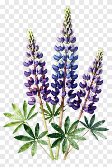 Purple Lupine Flowers PNG