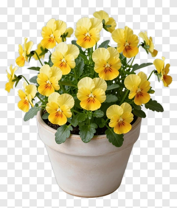 Potted Yellow Flower Arrangement PNG