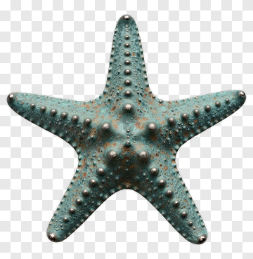 Starfish With Textured Surface PNG
