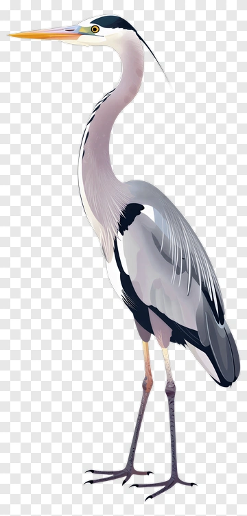 Heron Standing In Profile PNG