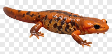 Spotted Salamander PNG