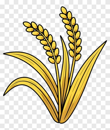 Golden Wheat Stalks PNG