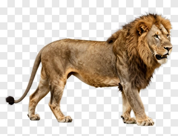 Realistic Lion Standing Proudly PNG