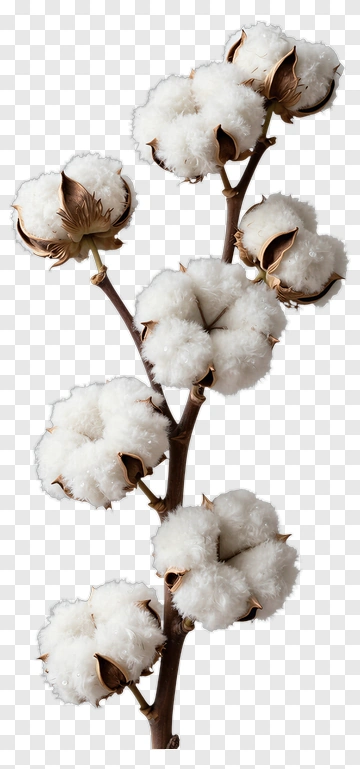 Cotton Plant Stem With White Blooms PNG