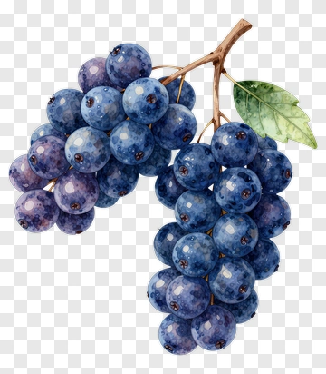 Watercolor Grapes PNG