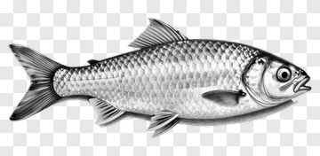 Realistic Fish Illustration PNG