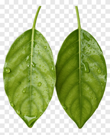 Green Leaves With Water Droplets PNG
