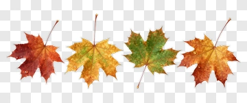 Colorful Maple Leaves PNG