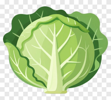 Green Cabbage PNG