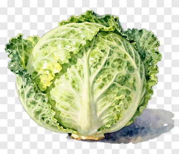Watercolor Cabbage PNG