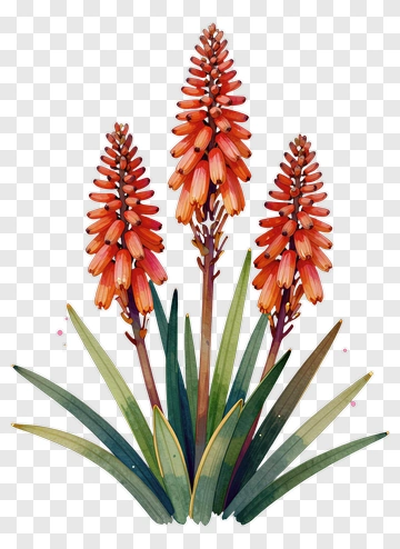 Colorful Aloe Vera Plant With Orange Flowers PNG