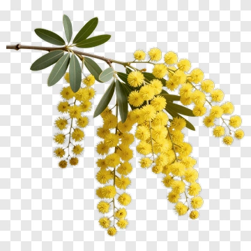 Mimosa Branch With Yellow Flowers PNG