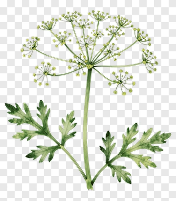 Green Herb With Delicate Leaves And Flowers PNG