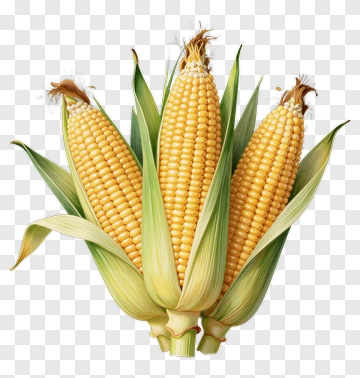 Fresh Corn On The Cob PNG