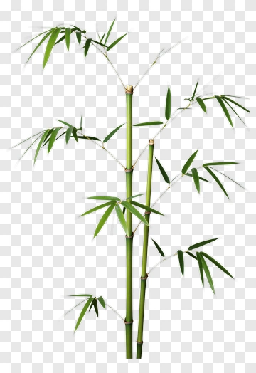 Bamboo Plant PNG