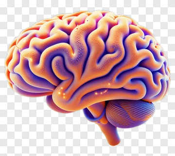 3D Colorful Brain Illustration PNG
