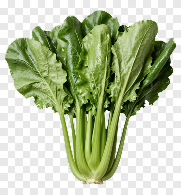 Fresh Swiss Chard Bunch PNG