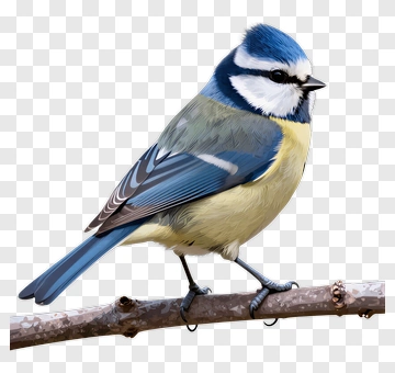 Blue Tit Bird Perched On A Branch PNG