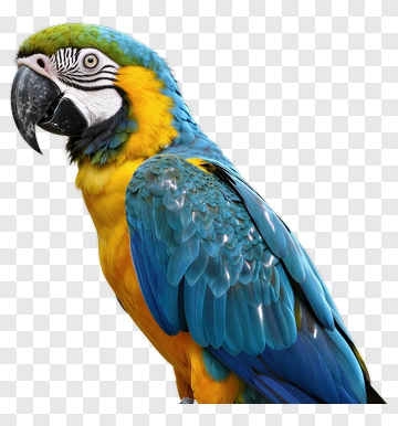 Colorful Blue And Yellow Macaw Parrot PNG