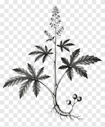 Black And White Plant Illustration PNG