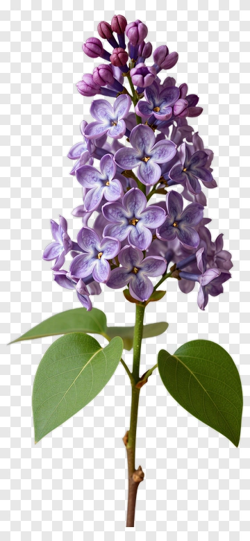 Lilac Flower With Green Leaves PNG