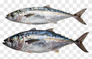 Realistic Fish Illustration PNG