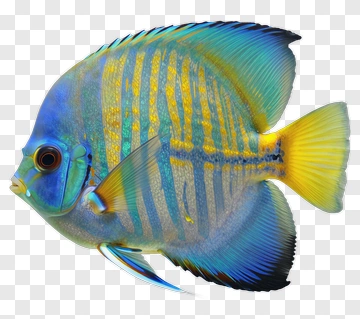 Colorful Fish With Blue And Yellow Stripes PNG
