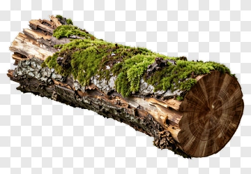 Log Covered With Moss PNG