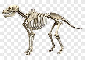 Dog Skeleton Model PNG