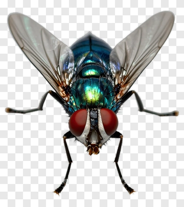 Realistic Blue Fly With Red Eyes PNG
