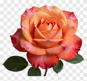 Peach Rose With Green Leaves PNG
