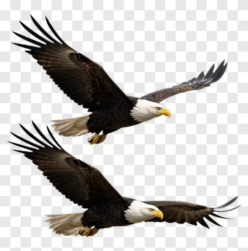 Bald Eagle In Flight PNG