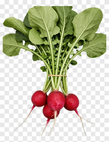 Fresh Radishes With Green Leaves PNG