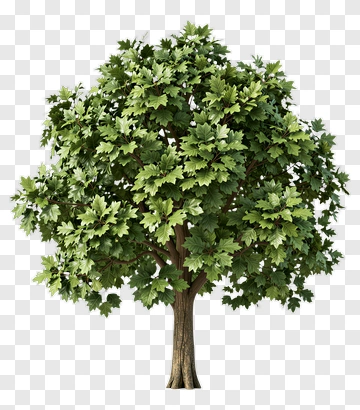 Green Maple Tree PNG